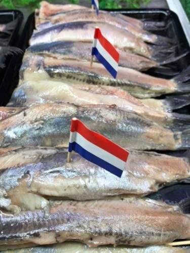 hollandse_nieuwe